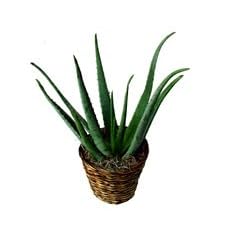 aloe vera