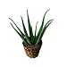 Aloe Vera - - Ships Express 2-Day