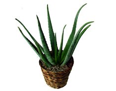 aloe vera plant