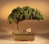 Juniper Bonsai Tree by bonsai boy