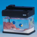 マイクロアクア A スズメダイ