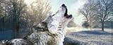 Winter's Wolf rear window graphic