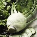 SUTTONS SEEDS: Florence Fennel Sirio Seeds (500 seeds)