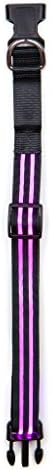PawCare Illuminated LED Rechargeable Safety Collar, Purple