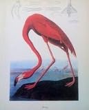 2 Pink Flamingo Art Prints/Posters Home Wall Decor