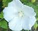 Shrub, \