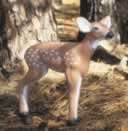 Feather Flex Standing Whitetail Fawn Decoy - Each