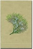 IMAGE OF Juniper Hand Four Juniper Hand 14 x 20 Guest Towels - White