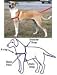 Pet Supplies : Premier Easy Walk Harness Black, Medium