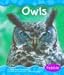 Owls (Woodland Animals)