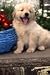 365 Puppies (Kalendra.com Multimedia Calendar, Digital Photo Theme Pack)