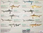 Shark Identification Chart