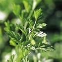 SUTTONS SEEDS: Parsley Plain-Leaved 2 Seeds (1000 seeds)