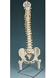 227 Flexible Spine with Femur Heads and Stand 227 Flexible Spine with Femur Heads and Stand