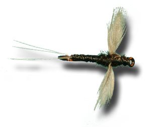 Trico Spinner - Male Fishing Fly