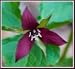 100 purple trillium bulbs