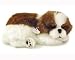 shih tzu - Shih Tzu