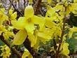 Forsythia Five Gallon