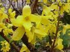 Forsythia Five Gallon