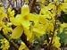 Forsythia Five Gallon