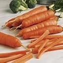 SUTTONS SEEDS: Carrot Early Nantes 5: 1100 Seeds (1,100 seeds)