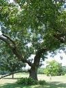 2 Nice Stewart Pecan trees!