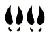 Deer Tracks Sport Decal