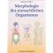 Osteopathie