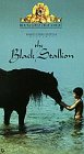 The Black Stallion