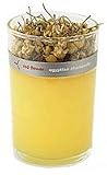 Red Flower Egyptian Chamomile Candle - 4 oz