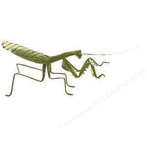 Accent Design Floral and Garden Accents Garden Friend Praying Mantis 3″ Green (Pack of 2)