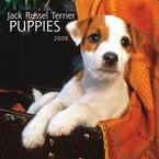 Jack Russell Terrier Puppies 2009 Mini Wall Calendar