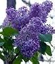 2 Purple Lilac Trees 15 to 25 Inches Tall