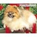 pomeranian11 - Just Pomeranians 2009 Calendar From Willow Creek