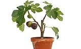 Lawn & Patio - Fig Tree - 'Texas Everbearing' For container growing indoors or out [TE006]
