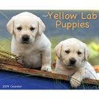 Just Yellow Lab Puppies 2009 Wall Calendar