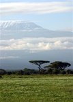 Tanzania Coffee, Whole Bean - 12oz