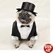 Dog Tuxedo for Dogs 15 - 25 Lbs.