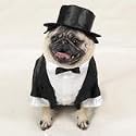 Casual Canine Dog Tuxedo - Dog Costume - Medium