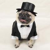 Casual Canine Dog Tuxedo - Dog Costume - Medium