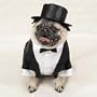 Dog Tuxedo for Dogs 15 - 25 Lbs.