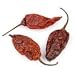 Dried Whole Ghost Chile (Bhut Jolokia) 4 oz.