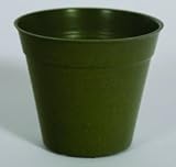 5 pot olive