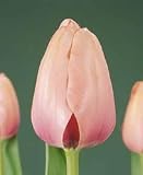 21Hy tc9k5L. SL160  8 Darwin Hybird Salmon Impression Tulip Flower Bulbs