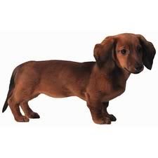 Dachshund Puppy Dog Die-Cut Photographic Magnet