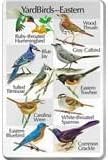 Identiflyer Songcard - Eastern Yardbirds