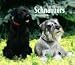 schnauzer6  - Schnauzers 2010 Deluxe Wall Calendar
