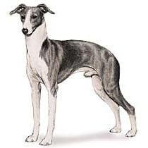 7.5cm x 5cm Acrylic Fridge Magnet-Italian Greyhound