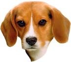 Beagle Bumper Magnet2008