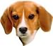   - Beagle Bumper Magnet2008